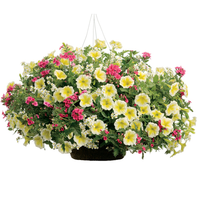 14 Inch Coco Hanging Basket Combinations